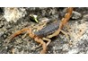 Những phát hiện thú vị từ giải mã bộ gen của bọ cạp (Scorpion)
