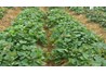 Tiến độ thực hiện đề tài NCKH cấp trường 