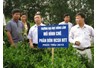 HỘI NGHỊ TỔNG KẾT MÔ HÌNH CHÈ BÓN PHÂN HỮU CƠ  SINH HỌC NÔNG LÂM (NTT)