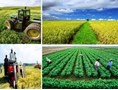 Agricultural Extension