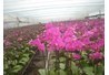 Temperate Crop Center in the Northern Mountainous Region