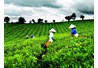 Kế hoạch tổ chức cuộc thi "Người đẹp xứ Trà Thái Nguyên"