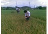 Phòng trừ một số bệnh vi khuẩn hại lúa