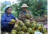 Sơn La: Nông dân thoát nghèo nhờ “trồng thêm” dưa