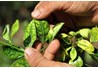 Phát hiện nhanh bệnh vàng lá greening trên cây có múi ở một số tỉnh miền Bắc Việt Nam