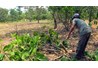 Vì sao nông dân ngóc đầu không nổi?: Lẩn quẩn "cây - con", "trồng - chặt"