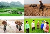 Tái cơ cấu ngành nông nghiệp: Bỏ sản xuất theo tư duy “sợ đói” 