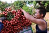 Tuyển dụng sinh viên ĐHNL đi làm thêm hè 2015 tại Bắc Giang