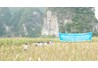 Kết quả xây dựng mô hình thâm canh ngô trên đất lúa kém hiệu quả tại huyện Hữu Lũng, tỉnh Lạng Sơn