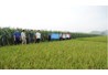 Hiệu quả kinh tế của việc xây dựng mô hình thâm canh ngô trên đất lúa kém hiệu quả tại huyện Sơn Dương, tỉnh Tuyên Quang