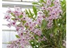 Nghiên cứu nhân giống Lan Thạch Hộc (Dendrobium nobile Lindt) trong ống nghiệm từ phôi