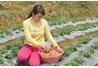 Cựu sinh viên lớp 40B KN và cánh đồng dâu tây đầu tiên ở Sa Pa thu tiền triệu mỗi ngày