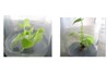 Nghiên cứu kỹ thuật tái sinh khoai từ [Dioscorea esculenta (Lour.) Burkill] bằng phương pháp in vitro tại trường Đại học Nông Lâm Thái Nguyên
