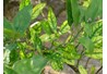 Phát hiện nhanh bệnh vàng lá greening trên cây có múi ở một số tỉnh miền Bắc Việt Nam