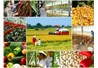 Nghề nông - Không bao giờ lo đói hay thất nghiệp (Kỳ 1)