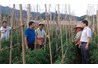 Khoa Nông học thăm quan mô hình và kí kết hợp tác sản xuất rau an toàn tại Mộc Châu - Sơn La