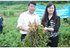 Hội thảo đầu bờ đánh giá kết quả mô hình thâm canh ngô, lạc trên đất chuyển đổi lúa kém hiệu quả thuộc dự án khuyến nông Trung ương