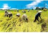 Cách tiếp cận về phát triển nông nghiệp và nông thôn trên thế giới
