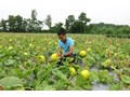 Hai chàng 9X và câu chuyện làm giàu từ nông nghiệp