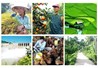 Nông nghiệp có thể làm nông dân giàu không?