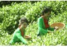 Sinh viên khoa KT&PTNT đạt kết quả cao tại cuộc thi Người Đẹp Xứ Trà năm 2017