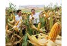 Hội thảo đầu bờ đánh giá kết quả thực hiện nghiên cứu và xây dựng mô hình canh tác giống ngô lai VS71 và kỹ thuật canh tác mới trên đất dốc