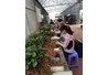 Sinh viên K48 Khoa Nông họchọc thực tập nghề nghiệp tại Viện Rau - Hoa - Quả