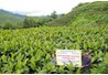Kết quả mô hình trồng dong riềng giống mới DR1 và thâm canh tổng hợp tại huyện Nguyên Bình, tỉnh Cao Bằng