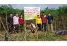 Kiểm tra tiến độ đề tài sắn Văn Yên – Yên Bái năm 2017