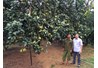 Đánh giá tình hình thực hiện đề tài: Nghiên cứu ảnh hưởng của phân bón đến chất lượng bưởi Đại Minh, huyên Yên Bình, tỉnh Yên Bái” do TS. Trần Trung Kiên làm chủ nhiệm đề tài