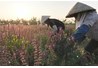 Thu nửa tỷ mỗi năm giữa Thủ đô Hà Nội nhờ cây húng quế