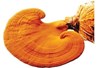 Tác dụng của nấm linh chi đỏ với sức khỏe