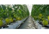 Hỗ trợ tối đa 10 tỷ đồng cho một dự án nông nghiệp công nghệ cao
