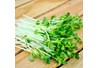 Quy trình sản xuất rau mầm