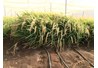 Israel - điểm sáng nông nghiệp trên sa mạc