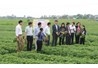 Xây dựng và phát triển mô hình chuyển đổi, tăng vụ từ đất trồng lúa kém hiệu quả sang trồng ngô, đậu đỗ ở vùng Trung du, miền núi phía Bắc