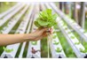 Ứng dụng công nghệ cao trong nông nghiệp: Nội địa hóa để có sản phẩm giá rẻ