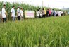 Hiệu quả kinh tế của mô hình thâm canh ngô trên đất lúa kém hiệu quả tại Huyện Hữu Lũng tỉnh Lạng Sơn