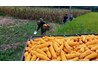 Kết quả xây dựng mô hình chuyển đổi trồng ngô trên đất lúa kém hiệu quả tại huyện Na Rì tỉnh Bắc Kạn