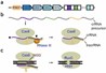 Chỉnh sửa hệ gene bằng CRISPR-Cas