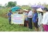 Kết quả xây dựng mô hình thâm canh ngô, lạc trên đất lúa kém hiệu quả tại huyện Sơn Dương, tỉnh Tuyên Quang