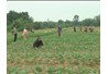 Hợp tác trồng cây dược liệu có hiệu quả kinh tế cao