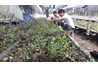 Giới thiệu mô hình trồng lan thạch hộc thiết bì