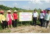 Mô hình thâm canh lạc trên đất lúa kém hiệu quả tại huyện Văn Yên tỉnh Yên Bái