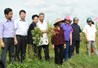 Kết quả xây dựng mô hình thâm canh lạc trên đất trồng lúa kém hiệu quả tại huyện Phù Ninh tỉnh Phú Thọ 
