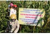 Kết quả xây dựng mô hình thâm canh ngô trên đất lúa kém hiệu quả tại tỉnh Yên Bái năm 2017