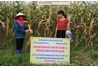 Mô hình thâm canh ngô trên đất lúa kém hiệu quả tại huyện Phú Lương, tỉnh Thái Nguyên
