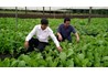 Tự ủ phân, chế thuốc trừ sâu trồng rau sạch và làm nấm, thu tiền tỷ/năm