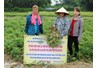 Kết quả xây dựng mô hình thâm canh lạc trên đất chuyển đổi trồng lúa kém hiệu tại huyện Phú Lương, tỉnh Thái Nguyên 
