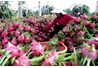 Việt Nam xuất khẩu lô Thanh Long đầu tiên sang Australia